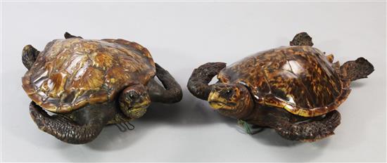 Two taxidermy Hawksbill Turtles, c.1900, largest approx. 26in.